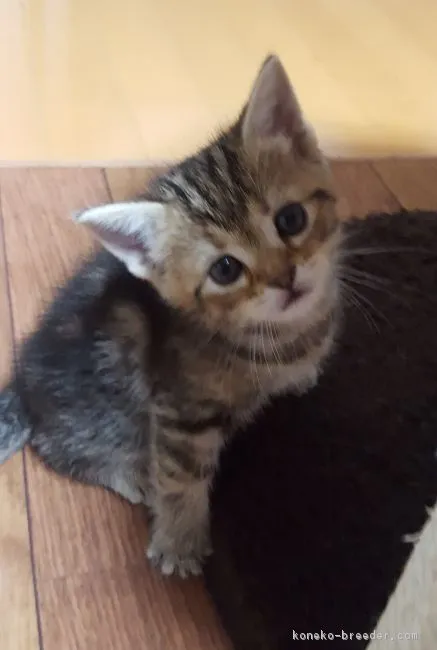ID：1805-01439の子猫