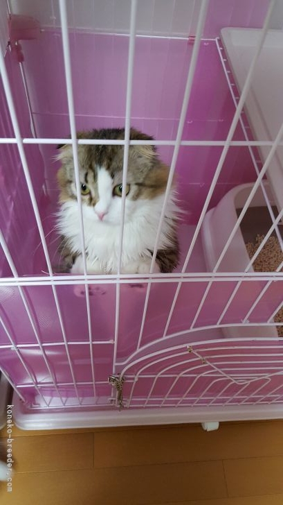 スコティッシュフォールド【・男の子・2015年4月6日・ブラウンタビー&amp;ホワイト】