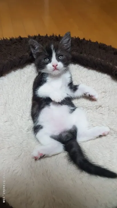 ID：1806-00234の子猫