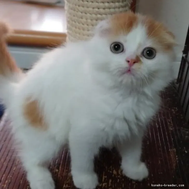 ID:2309-00828の子猫