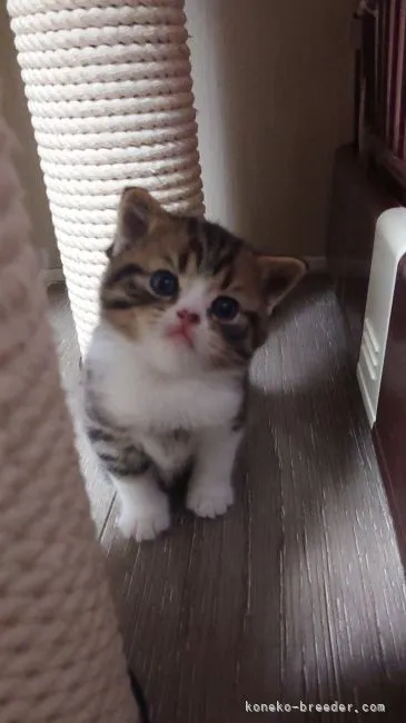 ID：2112-01739の子猫