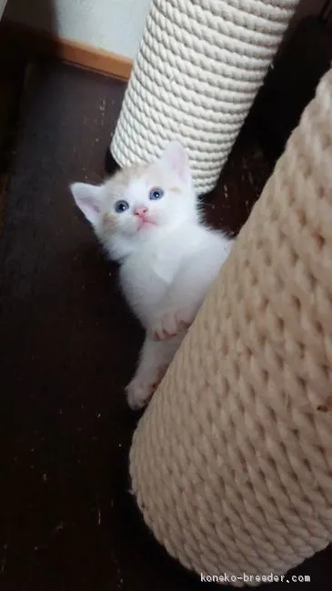 ID：2008-00168の子猫