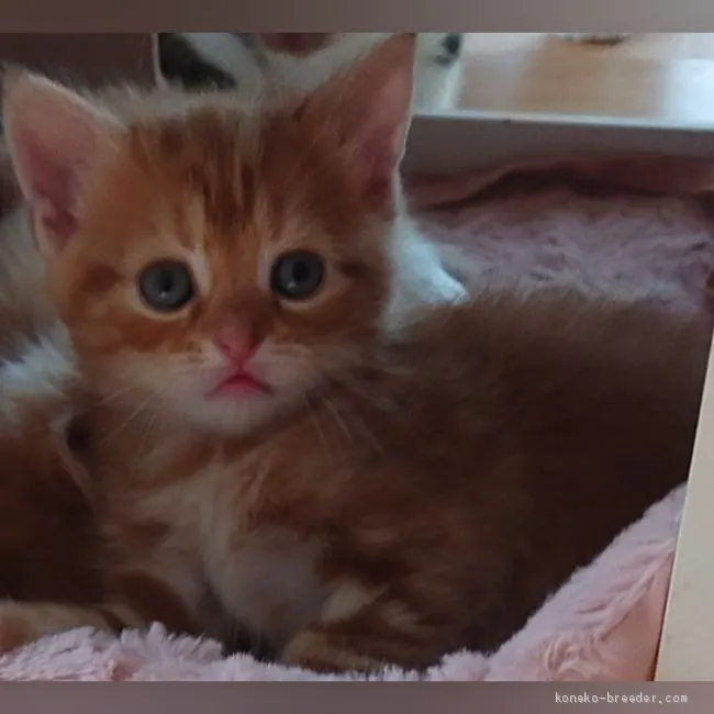 ID：2101-00998の子猫