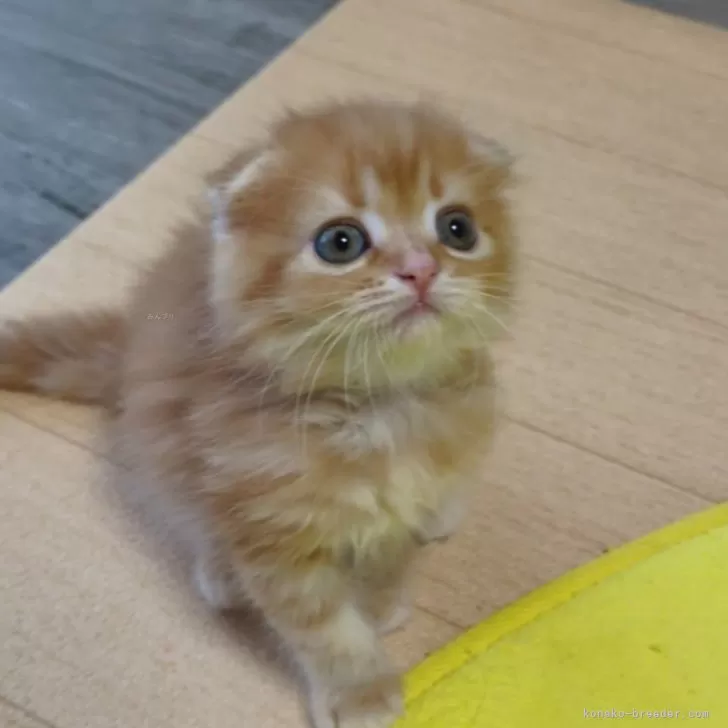 ID：2409-01988の子猫