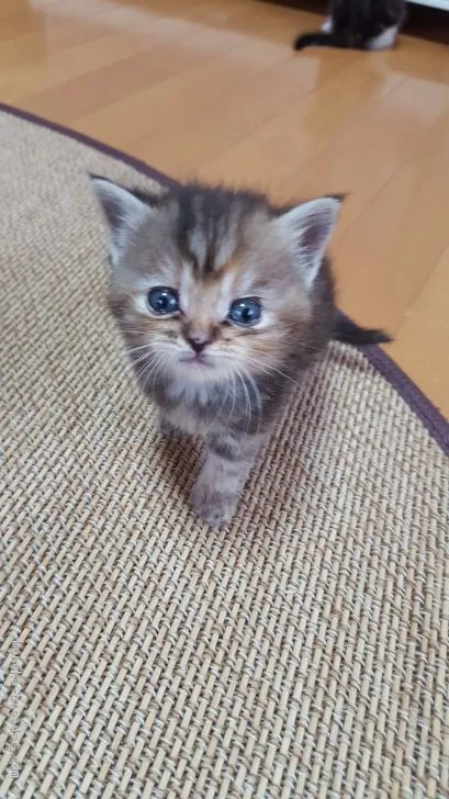 ID：1706-00310の子猫