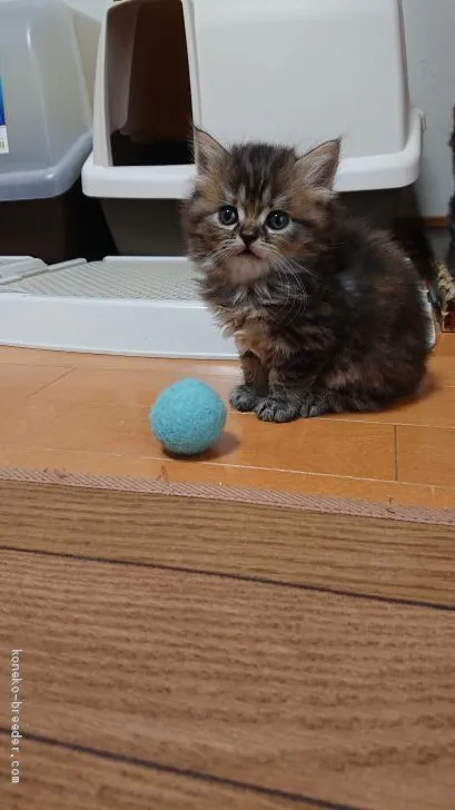 ID：1912-00831の子猫