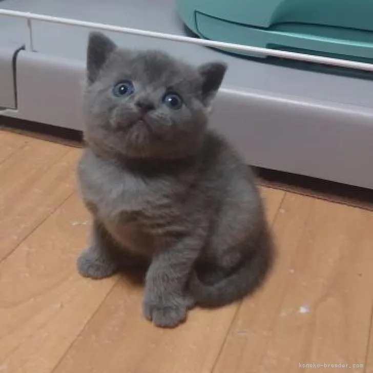 ID：2211-02657の子猫