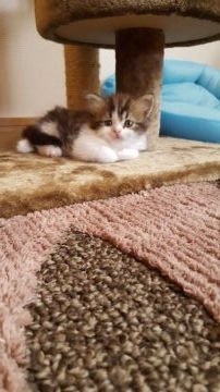 スコティッシュフォールド(立ち耳)【兵庫県・男の子・2017年6月14日・ブラウンタビー&ホワイト（ロング）】の写真「性格の良い子猫ちゃんです。」