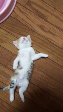 スコティッシュフォールド(立ち耳)【兵庫県・女の子・2017年12月17日・キャリコ（短毛）】の写真「おっとり？いや！お転婆？」