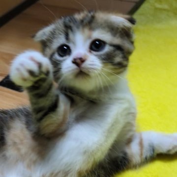 スコティッシュフォールド(折れ耳)【兵庫県・女の子・2024年7月20日・キャリコ（短毛）】の写真「とっても可愛い❤女の子」