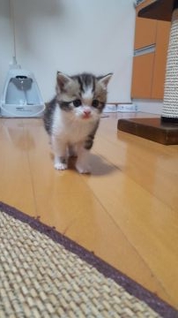 マンチカン【兵庫県・男の子・2017年5月3日・ブラウンタビー&ホワイト（短毛）】の写真「足に登ってアピールします(笑)」