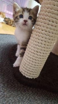 スコティッシュフォールド(立ち耳)【兵庫県・男の子・2018年8月29日・ブラウンタビー&ホワイト（短毛）】の写真「一人っ子の男の子」