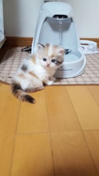 スコティッシュフォールド(立ち耳)【兵庫県・女の子・2017年12月17日・ダイリュートキャリコ（ロング）】の写真「ふわふわモコモコの女の子(>.<)y-~」