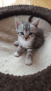 スコティッシュフォールド(立ち耳)【兵庫県・男の子・2018年5月19日・シルバータビー（短毛）】の写真「とても優しい穏やかな男の子」