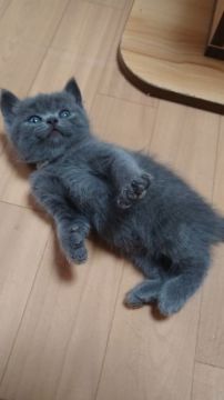 スコティッシュフォールド(立ち耳)【兵庫県・男の子・2021年3月10日・ブルー（短毛）】の写真「ハイブリッド交配🤔
元気な男の子5兄弟😆」