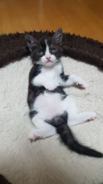 スコティッシュフォールド(立ち耳)【兵庫県・男の子・2018年5月10日・ブラック&ホワイト（短毛）】の写真「毛色が珍しいクラシックタビー柄入っています。」