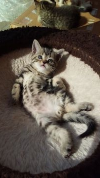 スコティッシュフォールド(立ち耳)【兵庫県・男の子・2018年10月11日・ブラウンタビー（短毛）】の写真「一番に走ってきます😍」