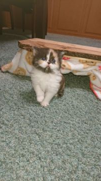 スコティッシュフォールド(立ち耳)【兵庫県・女の子・2020年12月15日・ダイリュートキャリコ（セミロング）】の写真「フワフワ_(._.)_おっとりさんの可愛い女の子」