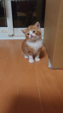 スコティッシュフォールド(立ち耳)【兵庫県・男の子・2020年12月17日・レッド&ホワイト（短毛）】の写真「おっとりさんの男の子」