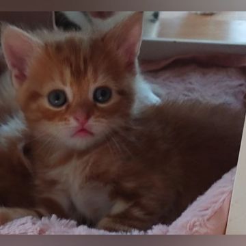 スコティッシュフォールド(立ち耳)【兵庫県・女の子・2020年12月17日・レッドタビー（短毛）】の写真「控えめな女の子」