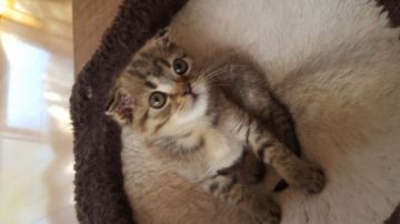 スコティッシュフォールド(折れ耳)【兵庫県・男の子・2017年2月1日・ブラウンタビー（短毛）】の写真「本日で３ヶ月体重967グラムの小さいけど元気な男の」