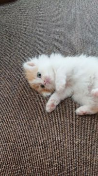 スコティッシュフォールド(折れ耳)【兵庫県・男の子・2019年7月20日・レッド&ホワイト（セミロング）】の写真「いつも甘えた💓」