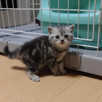 マンチカン(長足)【兵庫県・女の子・2023年2月14日・シルバータビー（短毛）】の写真「人の大好きな可愛い❤(ӦｖӦ｡)女の子」