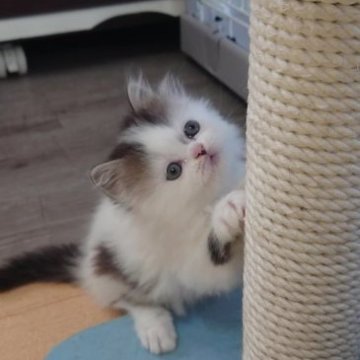 スコティッシュフォールド(立ち耳)【兵庫県・女の子・2023年8月5日・シルバータビー（セミロング）】の写真「ご覧頂きありがとうございました🤗」