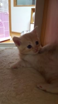 スコティッシュフォールド(立ち耳)【兵庫県・女の子・2018年10月10日・クリームタビー（短毛）】の写真「性格の良いやんちゃ姫です。」