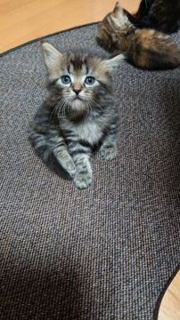 マンチカン(長足)【兵庫県・男の子・2019年6月30日・ブラウンタビー（セミロング）】の写真「フワフワぬいぐるみみたいな子猫ちゃんですo(^o^」