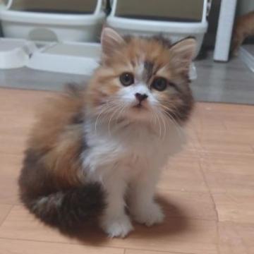 マンチカン【兵庫県・女の子・2022年9月22日・キャリコ(セミロング)】の写真「ふわふわモコモコ❤(ӦvӦ。)な女の子」