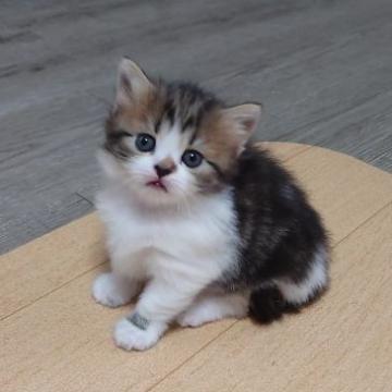 マンチカン(長足)【兵庫県・女の子・2022年8月25日・ブラウンタビー&ホワイト（セミロング）】の写真「控えめ女子（笑）😄」