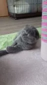 スコティッシュフォールド(折れ耳)【兵庫県・女の子・2022年3月25日・ブルー】の写真4