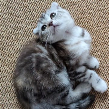 スコティッシュフォールド(折れ耳)【兵庫県・女の子・2025年5月18日・シルバー バッチド タビー（短毛）】の写真「ハイブリッドの子猫ちゃんです」