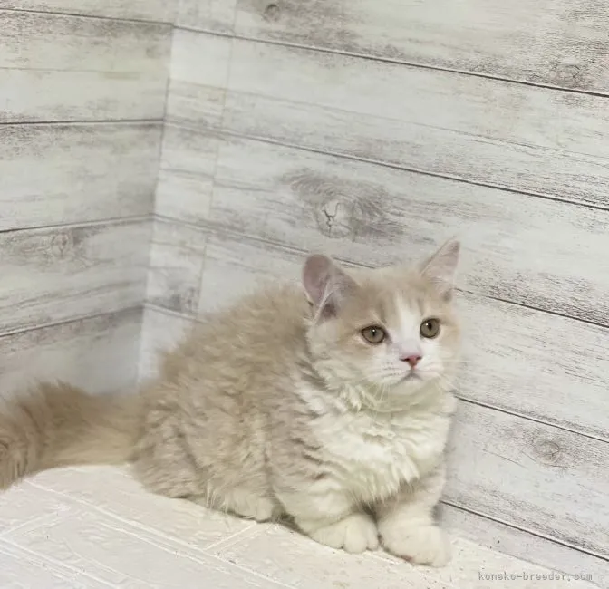 ID：2201-00495の子猫