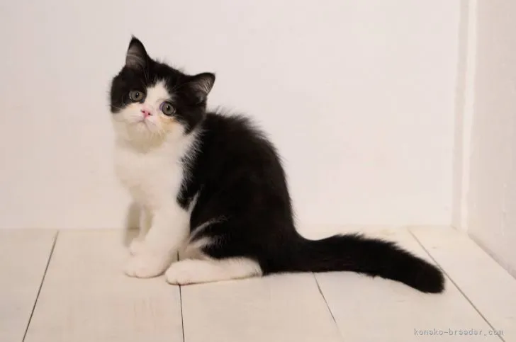 ID:2108-02375の子猫
