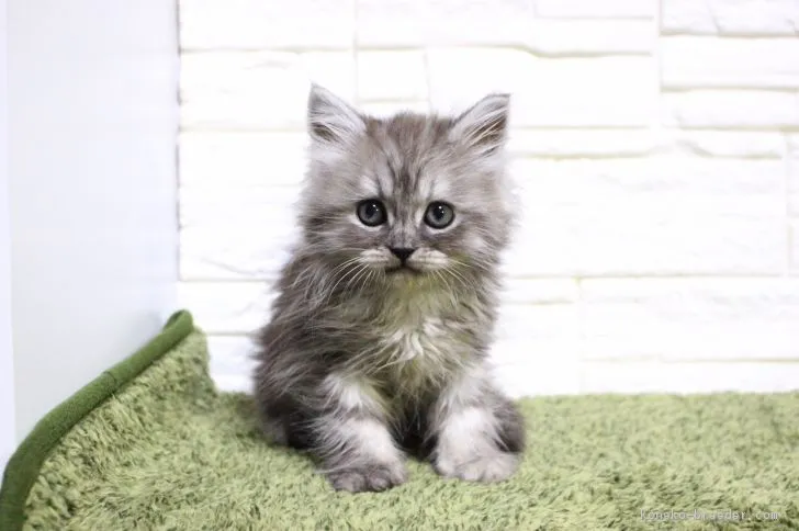 ID:1901-01320の子猫