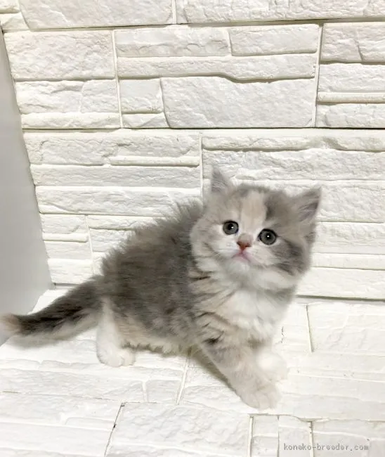 ID：2003-00792の子猫