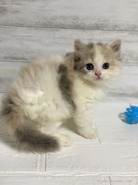 ID：2008-01569の子猫