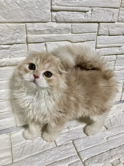 ID：1904-00995の子猫