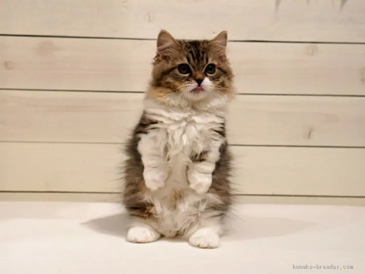 ID：1912-01077の子猫