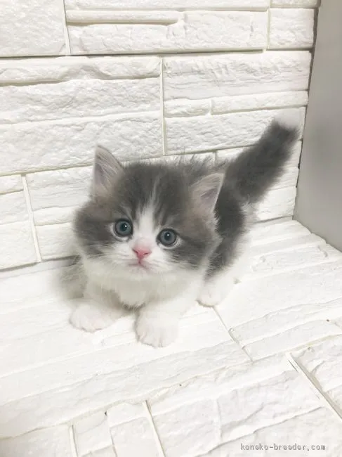 ID：1906-00546の子猫