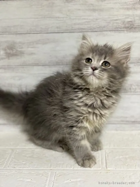 ID:2202-01455の子猫