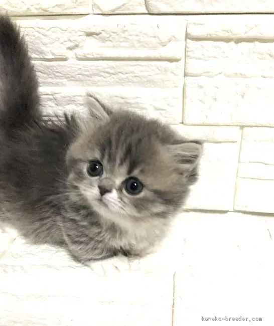 ID:2003-00502の子猫