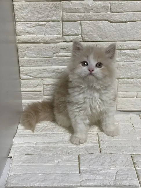 ID:2004-02497の子猫