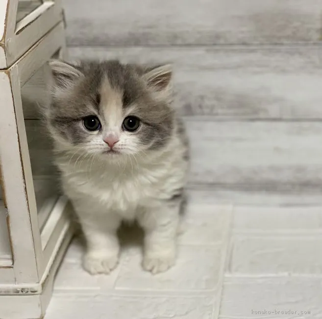 ID:2102-00942の子猫