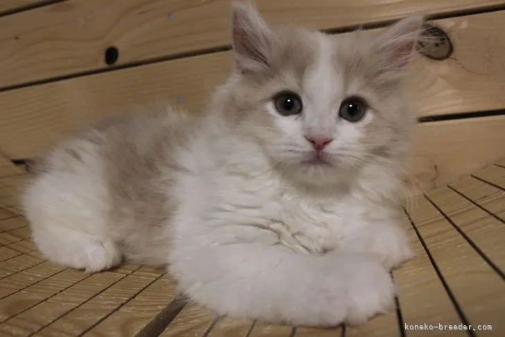 ID：2201-01164の子猫