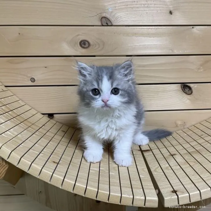 ID:2301-02396の子猫