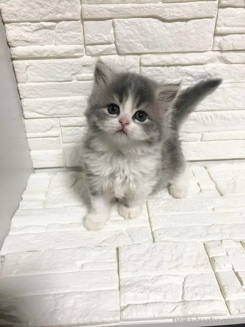 ID:2002-00366の子猫