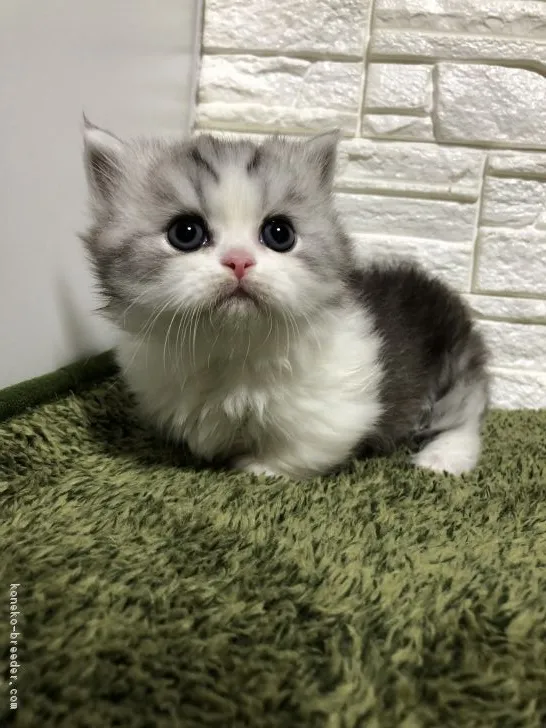 ID：1902-00554の子猫